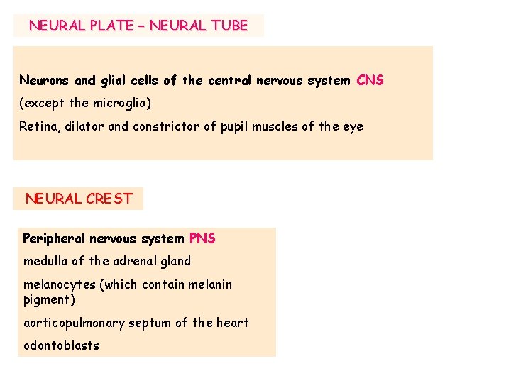 NEURAL PLATE – NEURAL TUBE Neurons and glial cells of the central nervous system