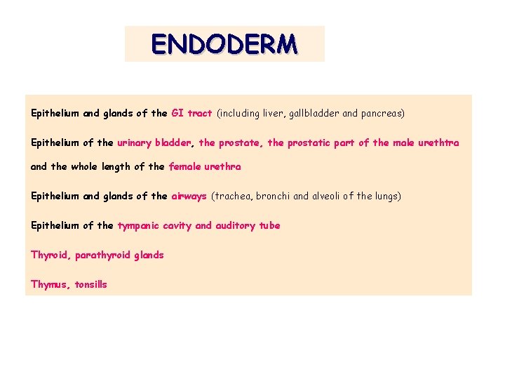 ENDODERM Epithelium and glands of the GI tract (including liver, gallbladder and pancreas) Epithelium