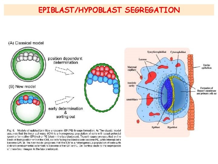 EPIBLAST/HYPOBLAST SEGREGATION 