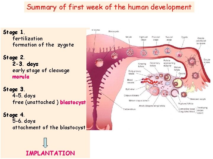 Summary of first week of the human development Stage 1. fertilization formation of the