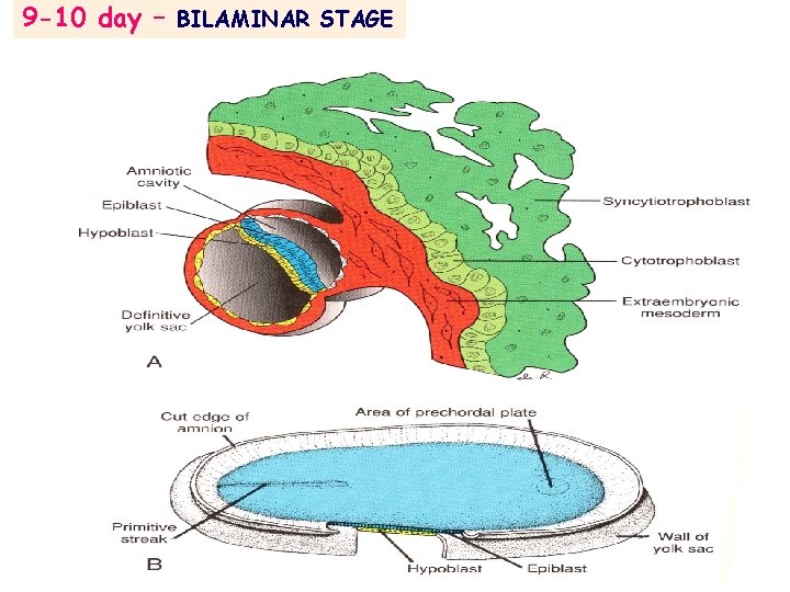 9 -10 day – BILAMINAR STAGE 