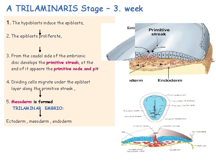 A TRILAMINARIS Stage – 3. week 1. The hypoblasts induce the epiblasts, 2. The