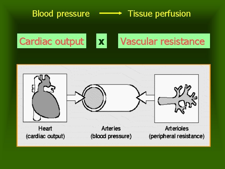 Blood pressure Cardiac output Tissue perfusion x Vascular resistance 