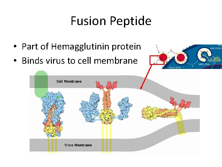 Fusion Peptide • Part of Hemagglutinin protein • Binds virus to cell membrane 