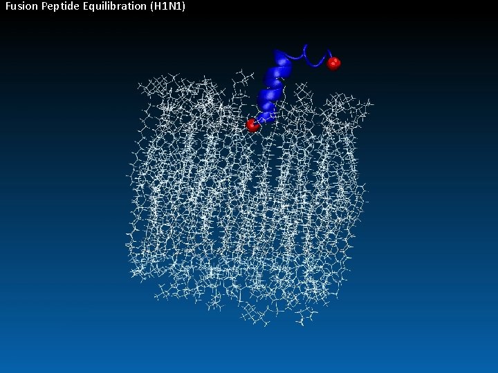 Fusion Peptide Equilibration (H 1 N 1) 