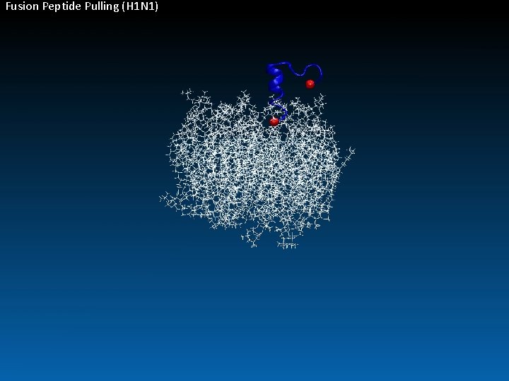 Fusion Peptide Pulling (H 1 N 1) 