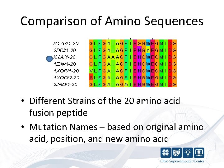 Comparison of Amino Sequences • Different Strains of the 20 amino acid fusion peptide