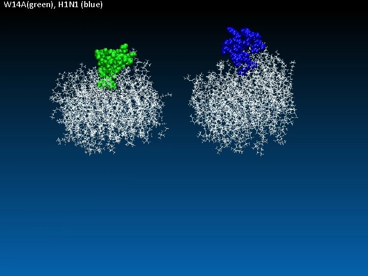 W 14 A(green), H 1 N 1 (blue) 