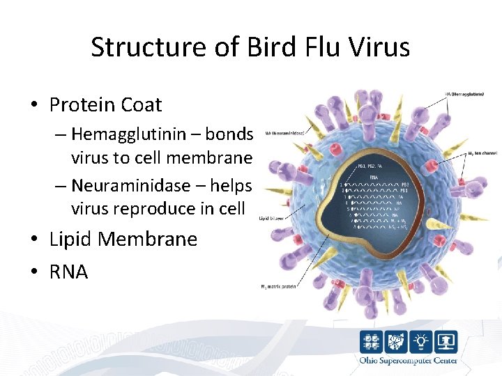 Structure of Bird Flu Virus • Protein Coat – Hemagglutinin – bonds virus to