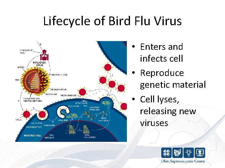 Lifecycle of Bird Flu Virus • Enters and infects cell • Reproduce genetic material