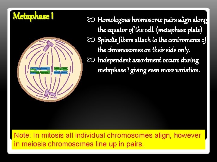 Metaphase I Homologous hromosome pairs align along the equator of the cell. (metaphase plate)