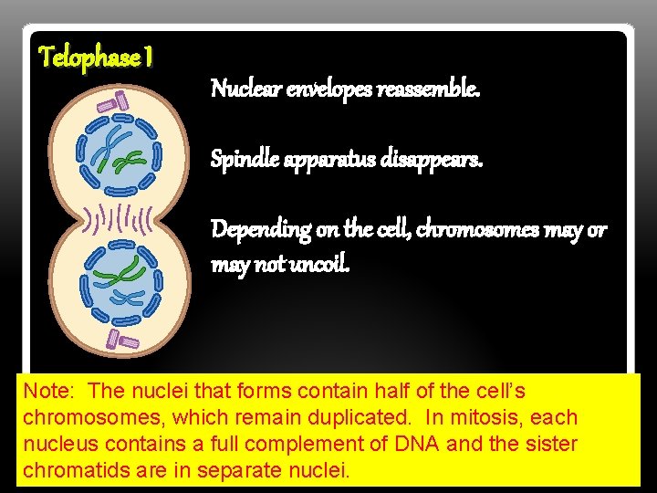 Telophase I Nuclear envelopes reassemble. Spindle apparatus disappears. Depending on the cell, chromosomes may