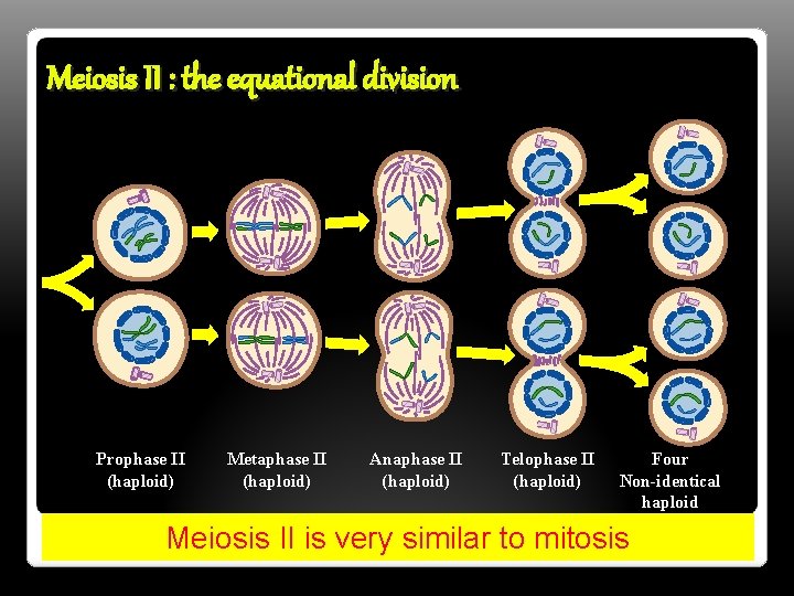 Meiosis II : the equational division Prophase II (haploid) Metaphase II (haploid) Anaphase II