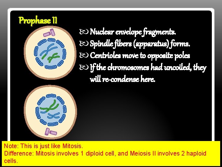 Prophase II Nuclear envelope fragments. Spindle fibers (apparatus) forms. Centrioles move to opposite poles