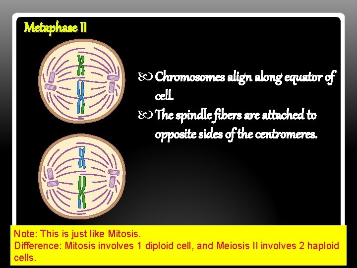 Metaphase II Chromosomes align along equator of cell. The spindle fibers are attached to