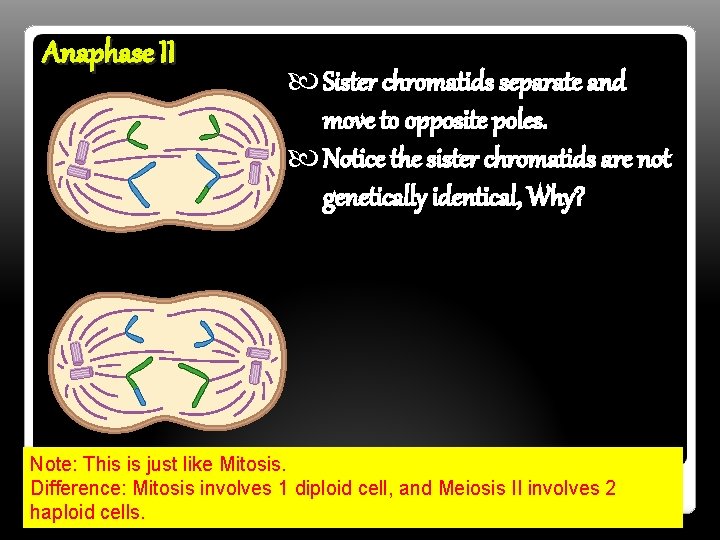 Anaphase II Sister chromatids separate and move to opposite poles. Notice the sister chromatids