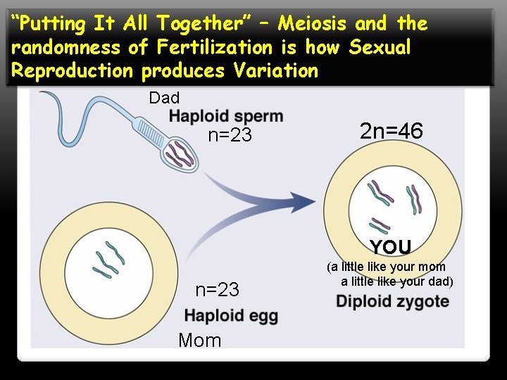 “Putting It All Together” – Meiosis and the randomness of Fertilization is how Sexual