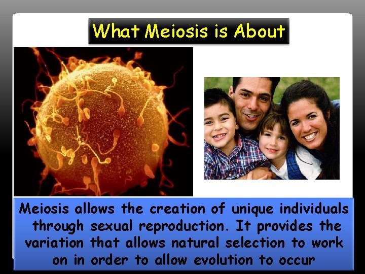 What Meiosis is About Meiosis allows the creation of unique individuals through sexual reproduction.