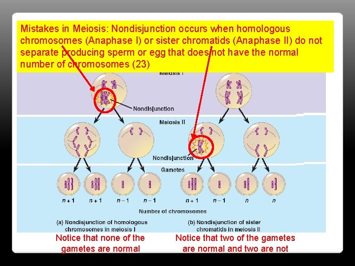 Mistakes in Meiosis: Nondisjunction occurs when homologous chromosomes (Anaphase I) or sister chromatids (Anaphase