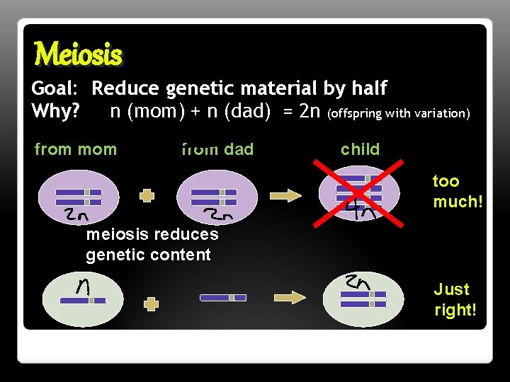 Meiosis Goal: Reduce genetic material by half Why? n (mom) + n (dad) =