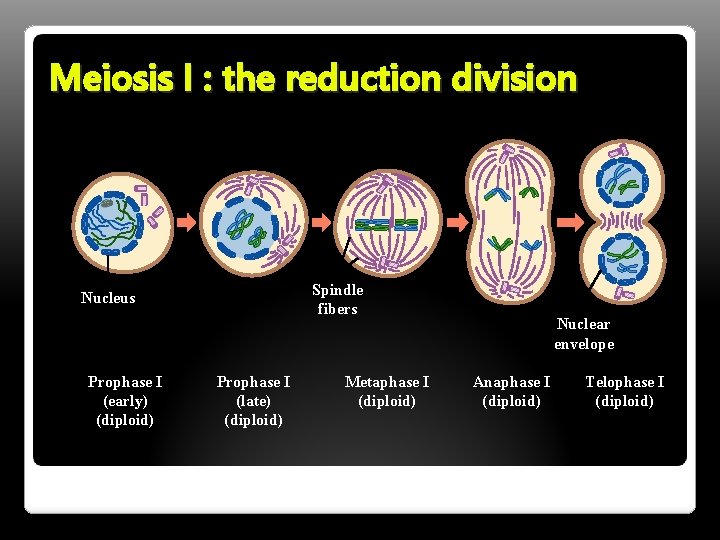 Meiosis I : the reduction division Spindle fibers Nucleus Prophase I (early) (diploid) Prophase