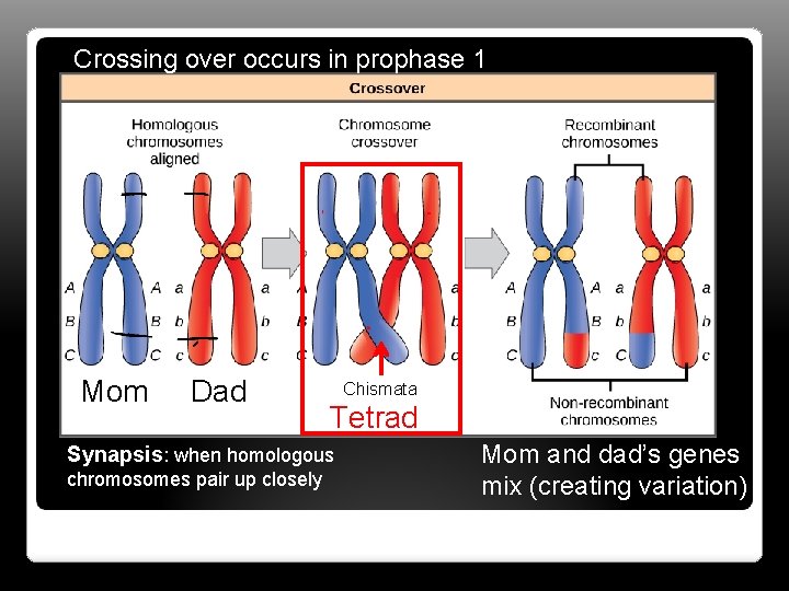 Crossing over occurs in prophase 1 Mom Dad Chismata Tetrad Synapsis: when homologous chromosomes