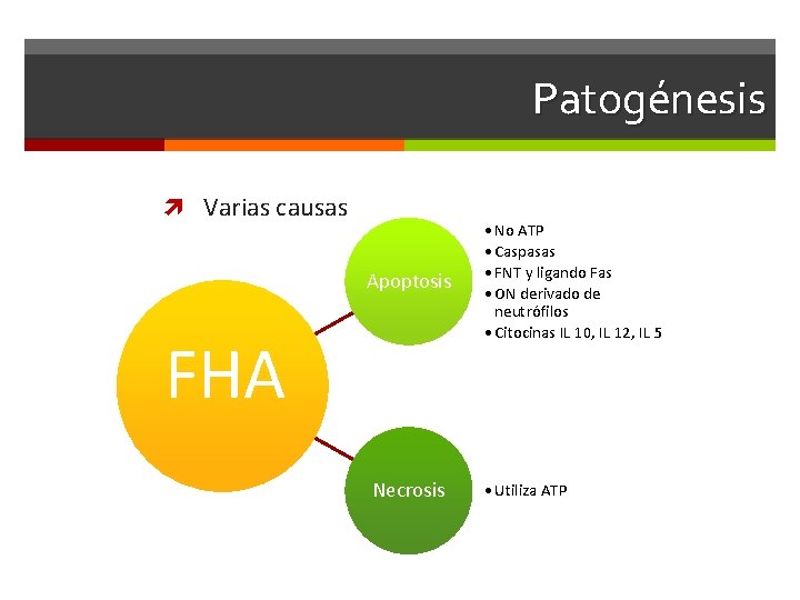 Patogénesis Varias causas Apoptosis FHA Necrosis • No ATP • Caspasas • FNT y