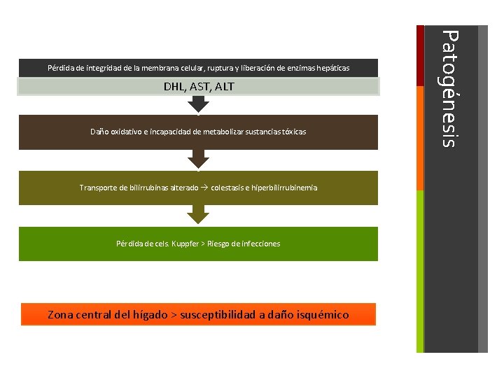 DHL, AST, ALT Daño oxidativo e incapacidad de metabolizar sustancias tóxicas Transporte de bilirrubinas