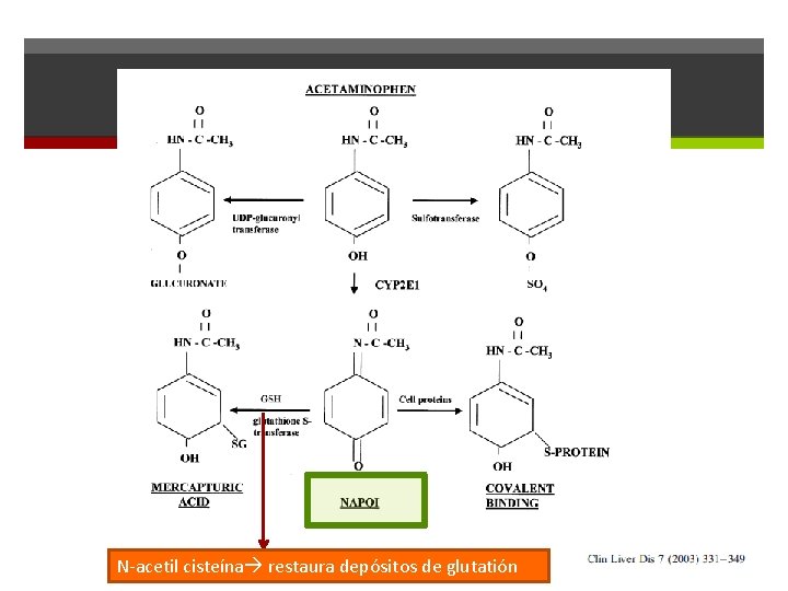 N-acetil cisteína restaura depósitos de glutatión 
