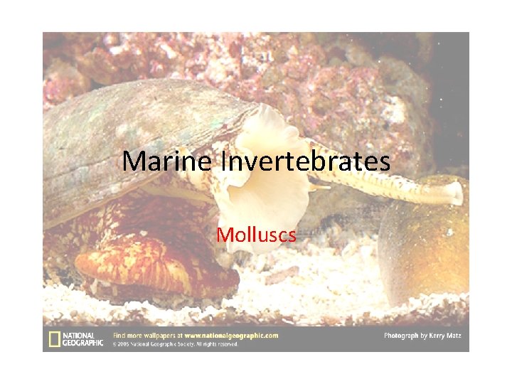 Marine Invertebrates Molluscs 