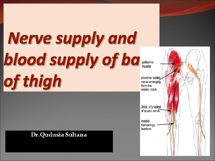 Nerve supply and blood supply of back of thigh Dr. Qudusia Sultana 