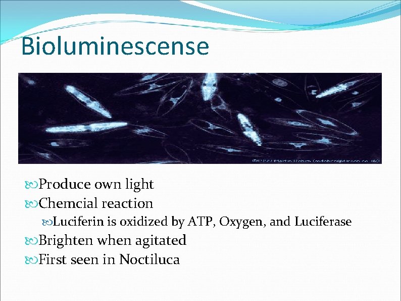 Bioluminescense Produce own light Chemcial reaction Luciferin is oxidized by ATP, Oxygen, and Luciferase