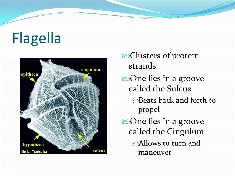 Flagella Clusters of protein strands One lies in a groove called the Sulcus Beats