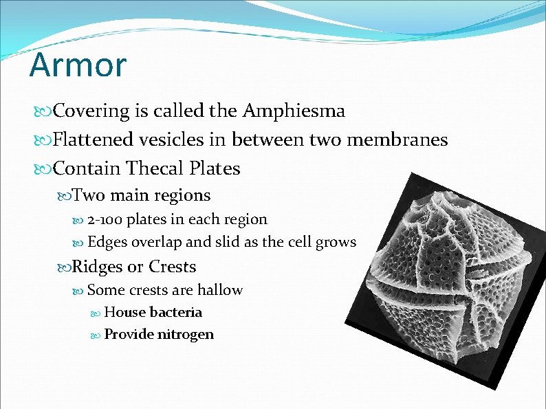 Armor Covering is called the Amphiesma Flattened vesicles in between two membranes Contain Thecal