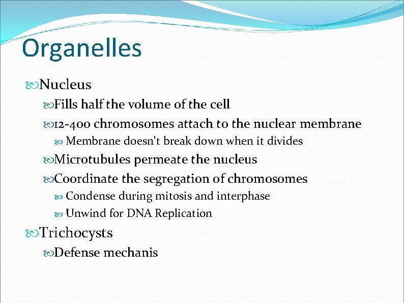 Organelles Nucleus Fills half the volume of the cell 12 -400 chromosomes attach to