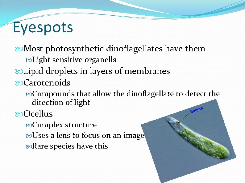 Eyespots Most photosynthetic dinoflagellates have them Light sensitive organells Lipid droplets in layers of