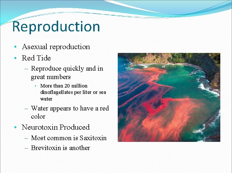 Reproduction • Asexual reproduction • Red Tide – Reproduce quickly and in great numbers