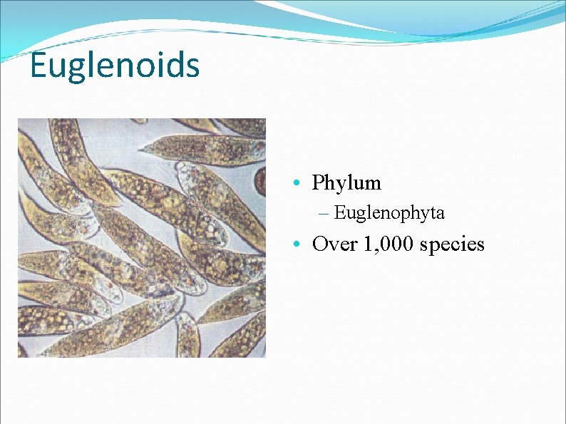 Euglenoids • Phylum – Euglenophyta • Over 1, 000 species 