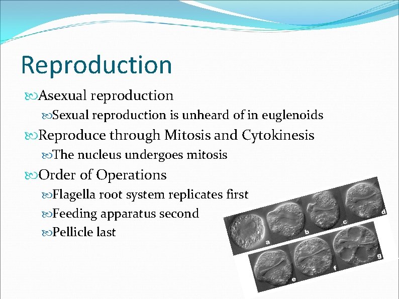 Reproduction Asexual reproduction Sexual reproduction is unheard of in euglenoids Reproduce through Mitosis and