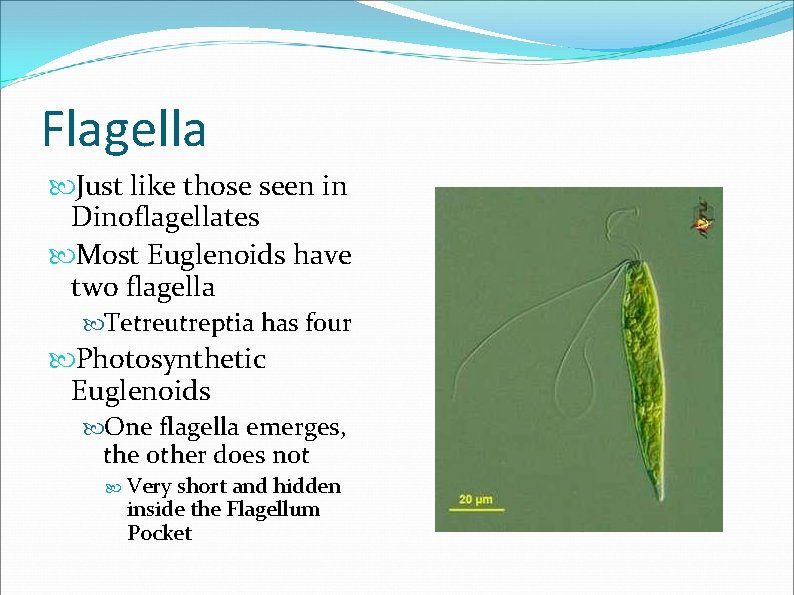 Flagella Just like those seen in Dinoflagellates Most Euglenoids have two flagella Tetreutreptia has