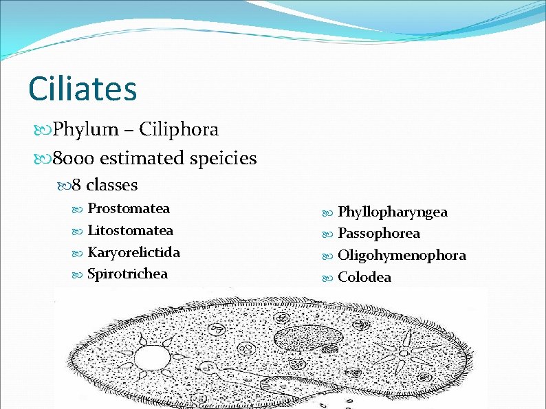 Ciliates Phylum – Ciliphora 8000 estimated speicies 8 classes Prostomatea Litostomatea Karyorelictida Spirotrichea Phyllopharyngea