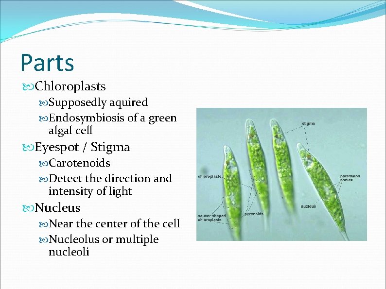 Parts Chloroplasts Supposedly aquired Endosymbiosis of a green algal cell Eyespot / Stigma Carotenoids