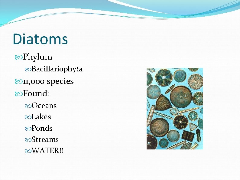 Diatoms Phylum Bacillariophyta 11, 000 species Found: Oceans Lakes Ponds Streams WATER!! 