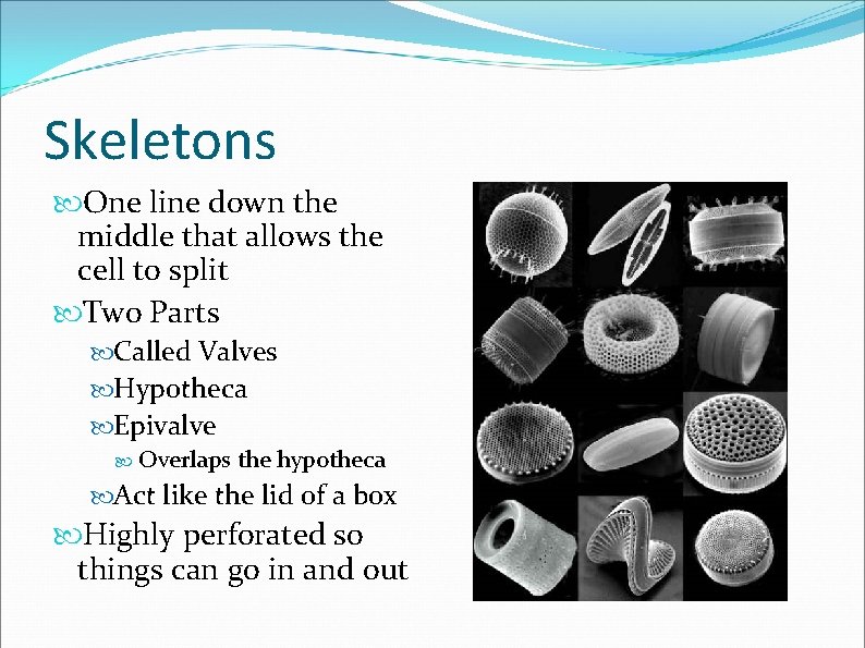 Skeletons One line down the middle that allows the cell to split Two Parts