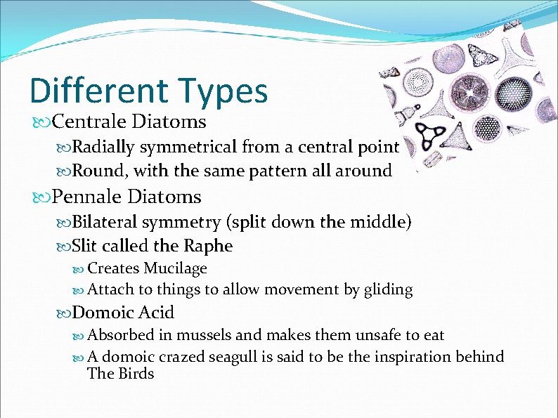 Different Types Centrale Diatoms Radially symmetrical from a central point Round, with the same