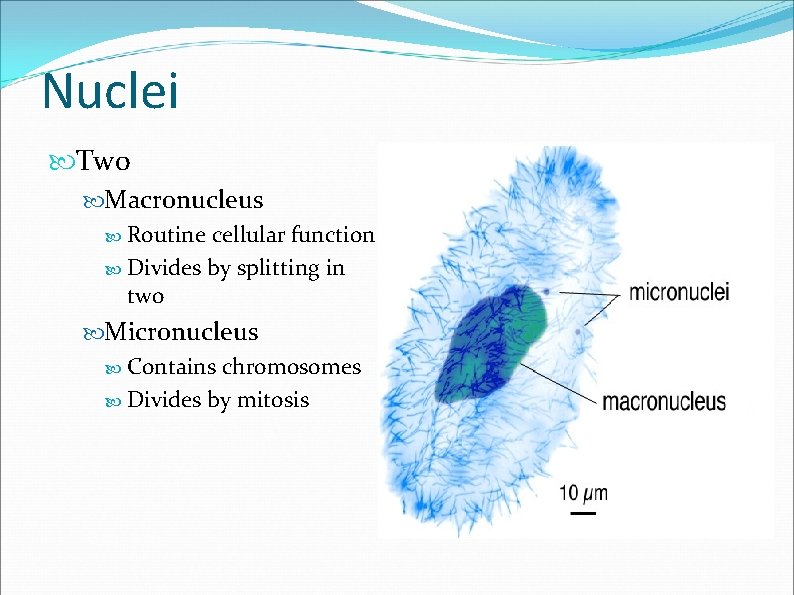 Nuclei Two Macronucleus Routine cellular function Divides by splitting in two Micronucleus Contains chromosomes