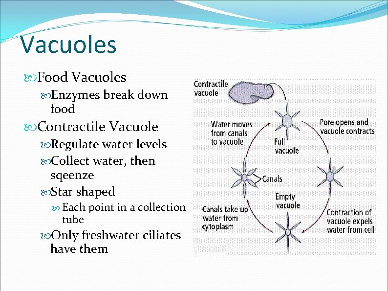 Vacuoles Food Vacuoles Enzymes break down food Contractile Vacuole Regulate water levels Collect water,