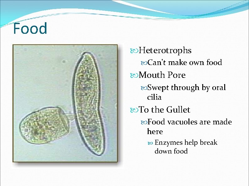 Food Heterotrophs Can't make own food Mouth Pore Swept through by oral cilia To