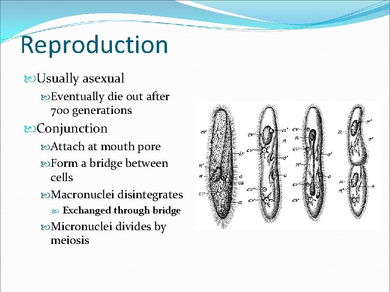 Reproduction Usually asexual Eventually die out after 700 generations Conjunction Attach at mouth pore