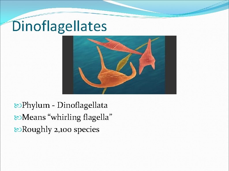 Dinoflagellates Phylum - Dinoflagellata Means “whirling flagella” Roughly 2, 100 species 